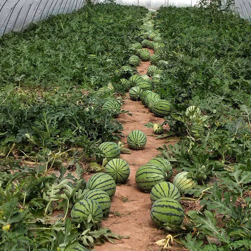 【脆甜】山东产区甜王西瓜大量上市。物美价廉，量大从优。