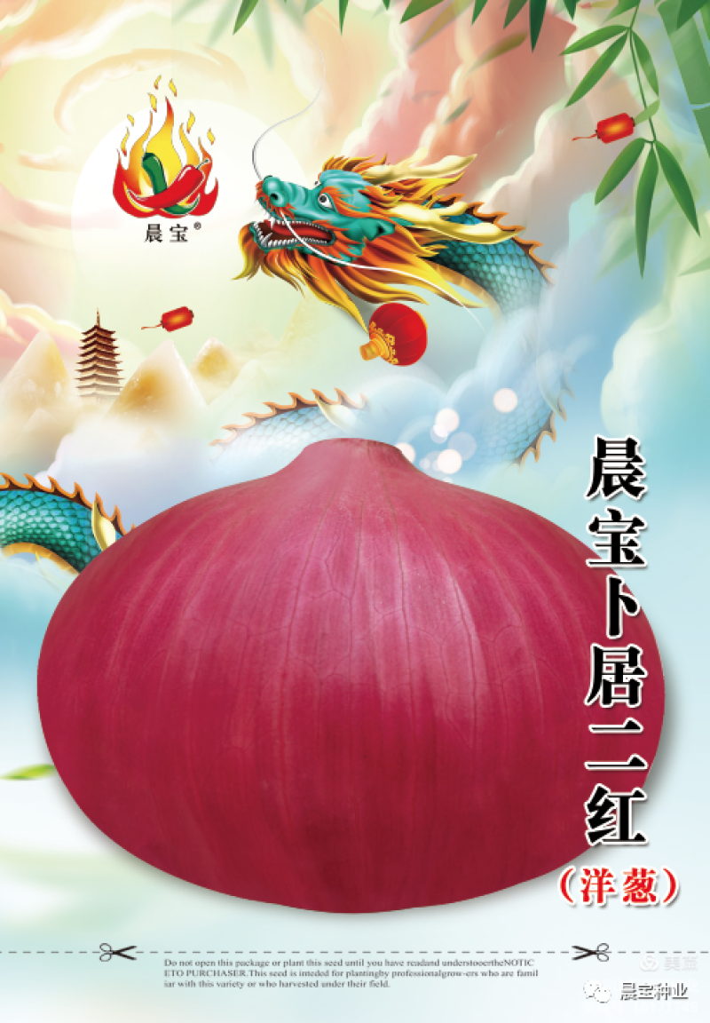 洋葱种子，晨宝卜居红洋葱种子，紫红皮，包回收