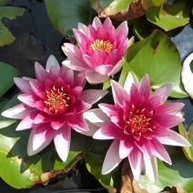 大睡莲根块池塘睡莲花水培植物四季莲花盆栽水养花卉荷花睡莲