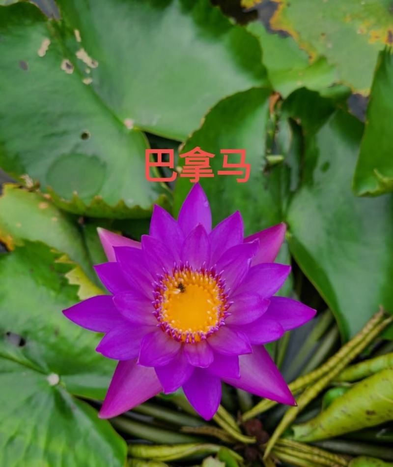 大睡莲根块池塘睡莲花水培植物四季莲花盆栽水养花卉荷花睡莲