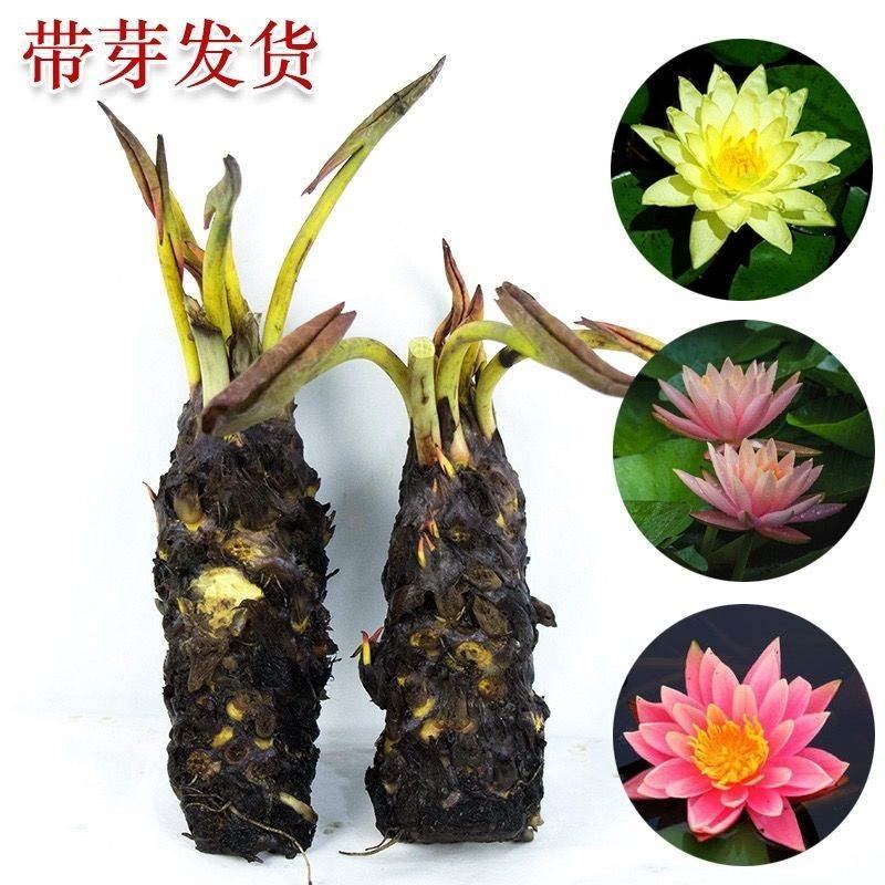 大睡莲根块池塘睡莲花水培植物四季莲花盆栽水养花卉荷花睡莲