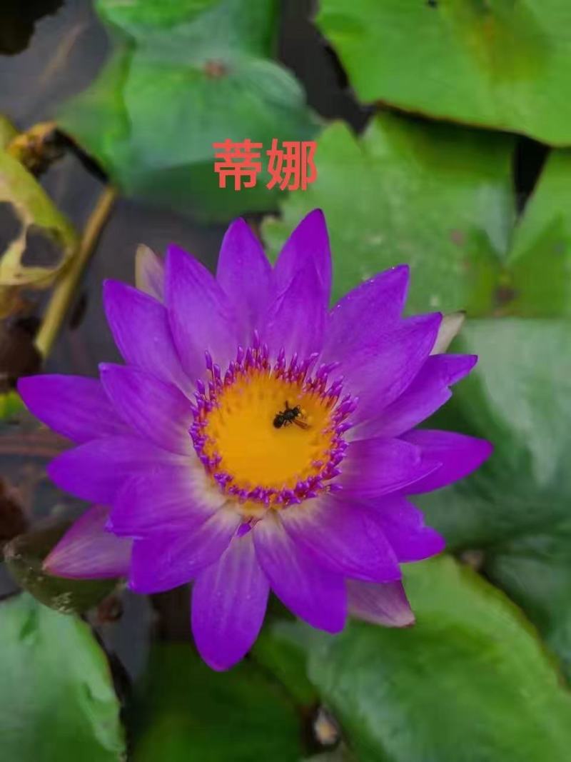 大睡莲根块池塘睡莲花水培植物四季莲花盆栽水养花卉荷花睡莲