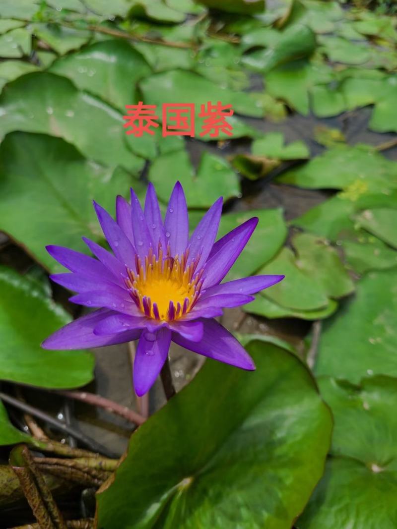 大睡莲根块池塘睡莲花水培植物四季莲花盆栽水养花卉荷花睡莲