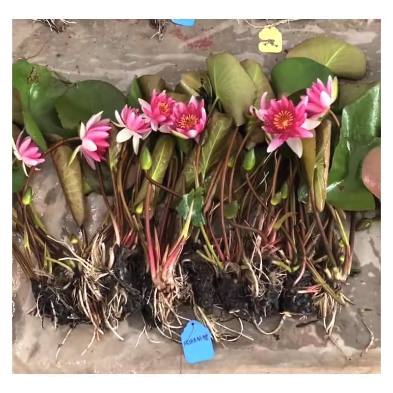 大睡莲根块池塘睡莲花水培植物四季莲花盆栽水养花卉荷花睡莲