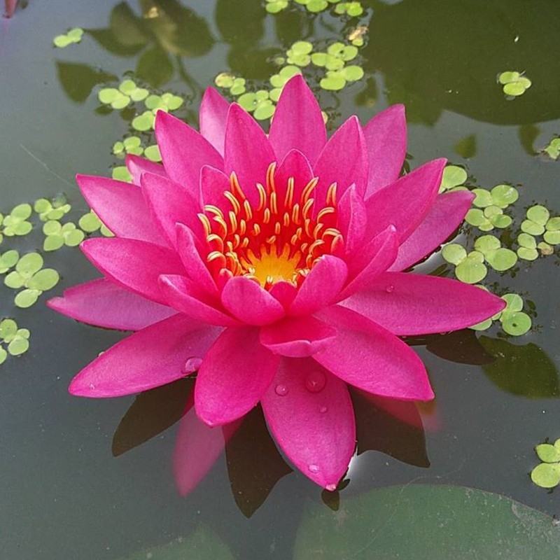 大睡莲根块池塘睡莲花水培植物四季莲花盆栽水养花卉荷花睡莲
