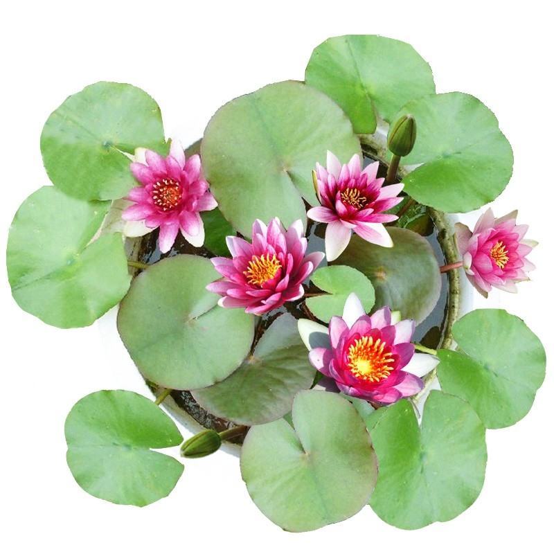 大睡莲根块池塘睡莲花水培植物四季莲花盆栽水养花卉荷花睡莲