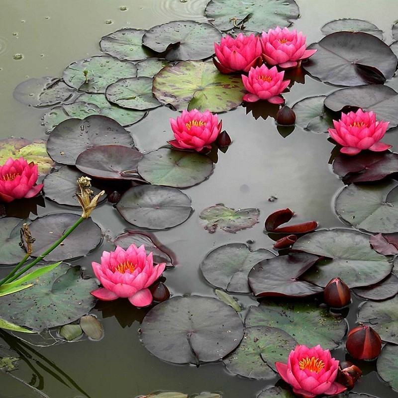 大睡莲根块池塘睡莲花水培植物四季莲花盆栽水养花卉荷花睡莲