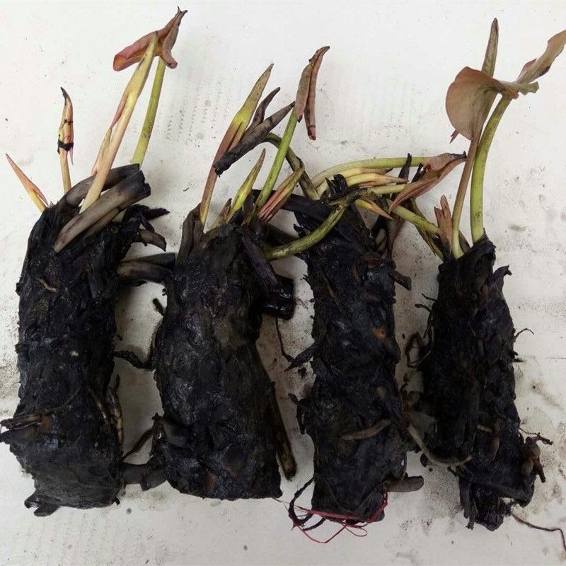 大睡莲根块池塘睡莲花水培植物四季莲花盆栽水养花卉荷花睡莲