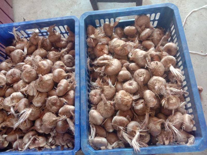 大量出售藏红花种球，基地种植，长期合作电商供货，质量保证