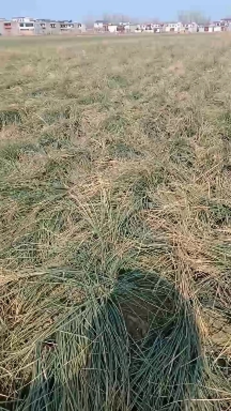 大量出售藏红花种球，基地种植，长期合作电商供货，质量保证