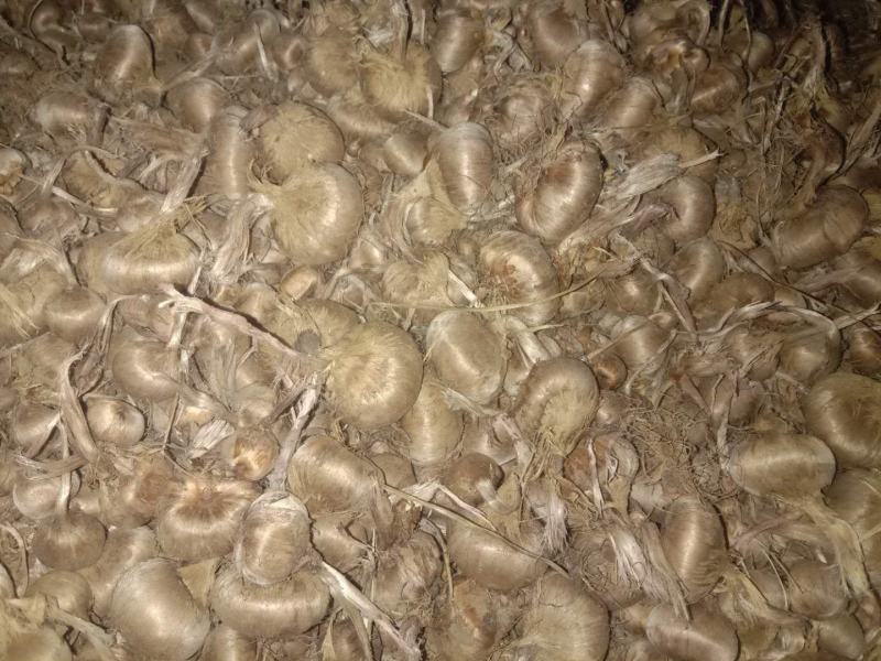 大量出售藏红花种球，基地种植，长期合作电商供货，质量保证