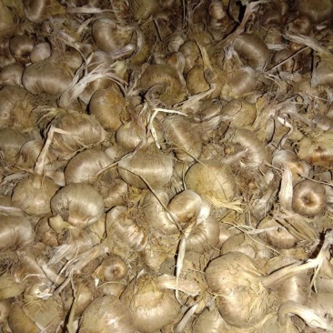 大量出售藏红花种球，基地种植，长期合作电商供货，质量保证