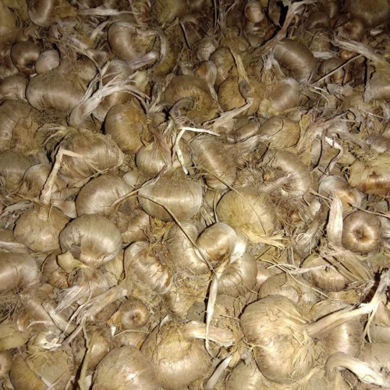 大量出售藏红花种球，基地种植，长期合作电商供货，质量保证