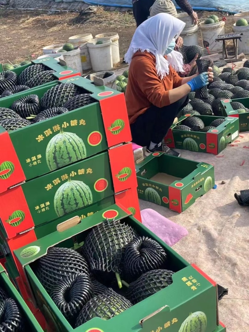 精品2k小糖丸西瓜，个头均匀现货直发，对接各大市场商超