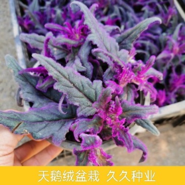进口网红紫鹅绒