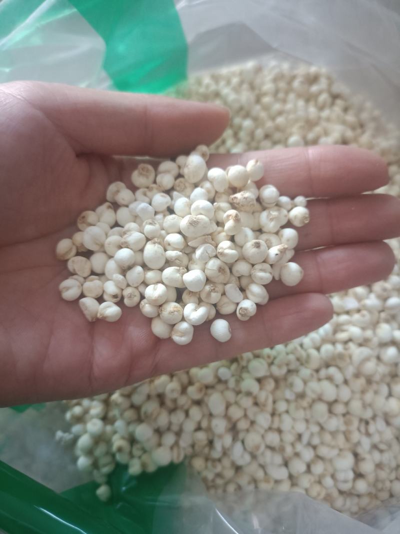 【傲宇药材】豆贝颜色好货干怀中抱月