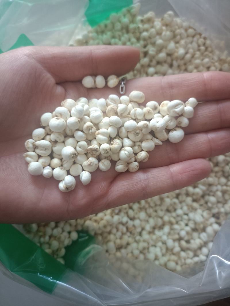 【傲宇药材】豆贝颜色好货干怀中抱月