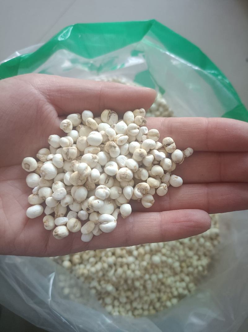 【傲宇药材】豆贝颜色好货干怀中抱月