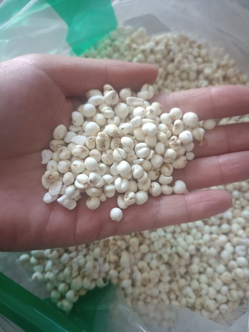 【傲宇药材】豆贝颜色好货干怀中抱月