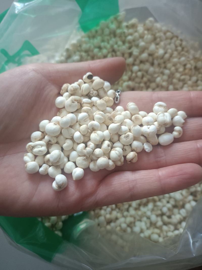 【傲宇药材】豆贝颜色好货干怀中抱月