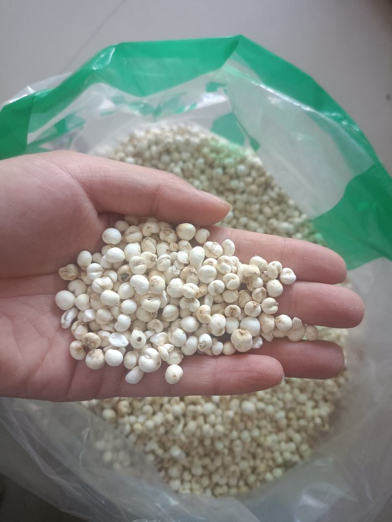【傲宇药材】豆贝颜色好货干怀中抱月