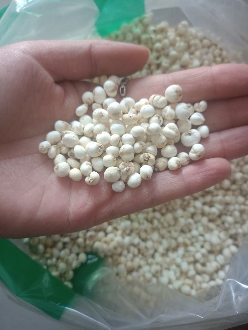 【傲宇药材】豆贝颜色好货干怀中抱月