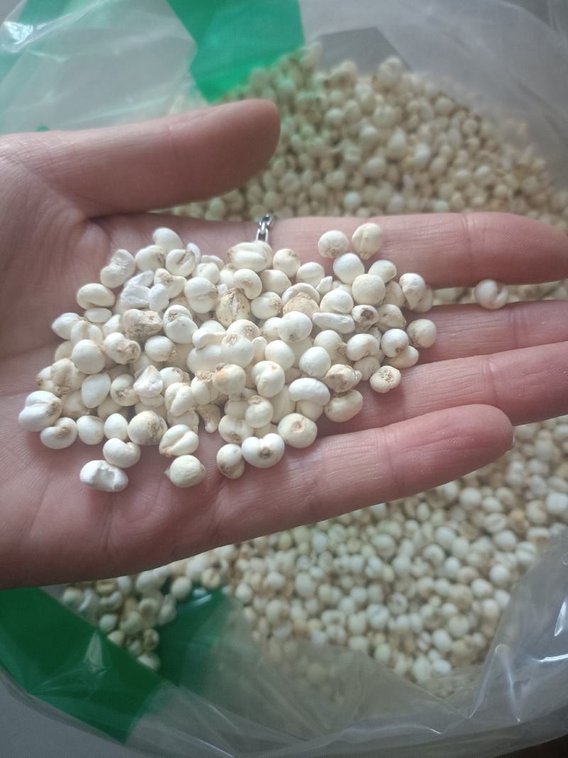 【傲宇药材】豆贝颜色好货干怀中抱月