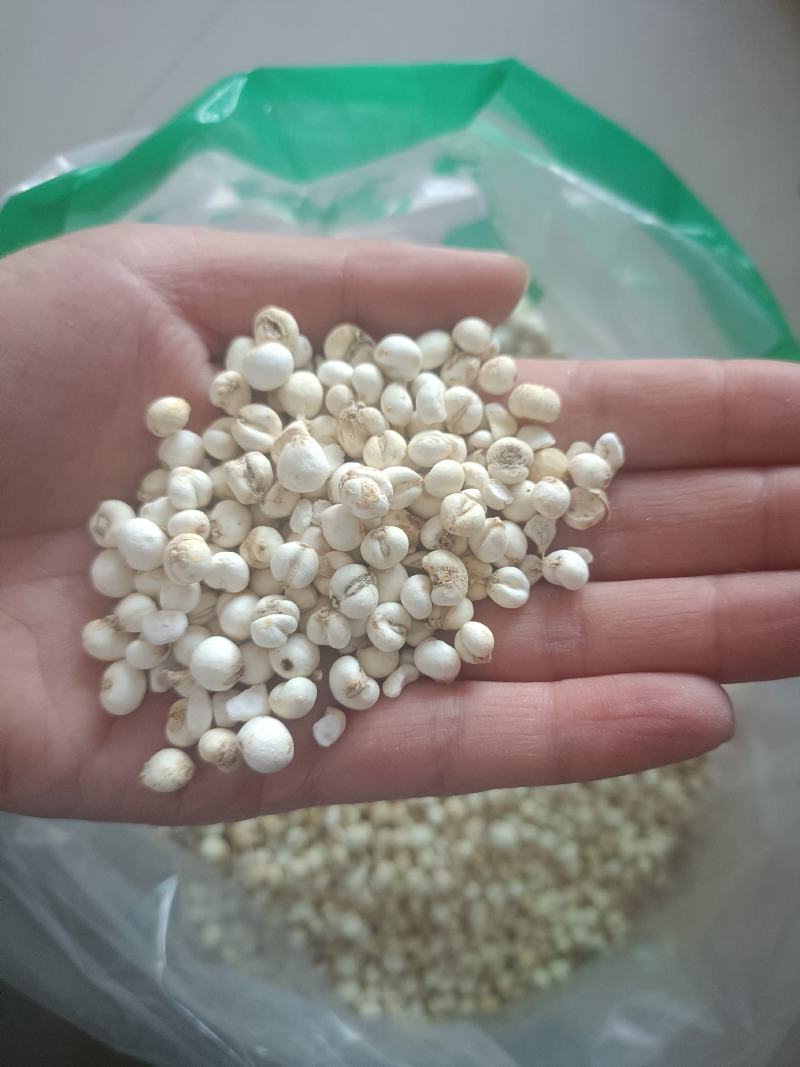 【傲宇药材】豆贝颜色好货干怀中抱月