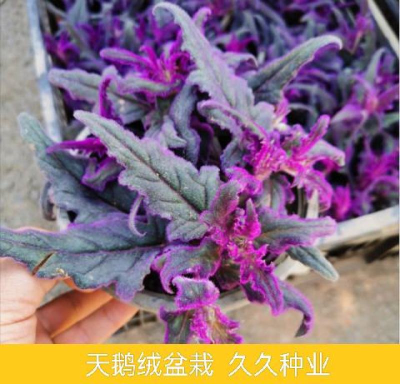 进口网红紫鹅绒