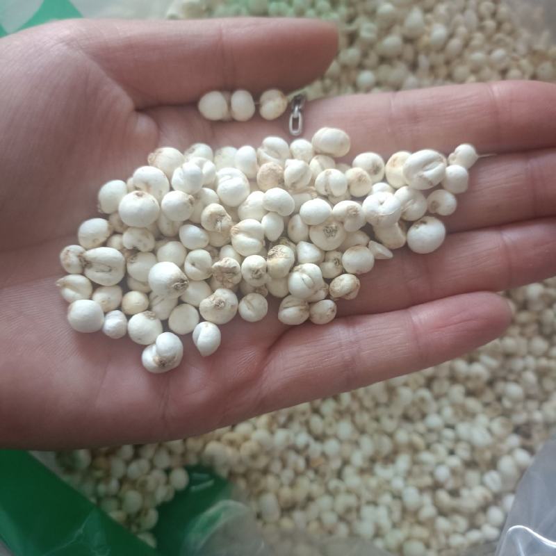 【傲宇药材】豆贝颜色好货干怀中抱月
