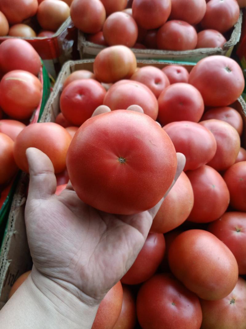 【精品推荐】西红柿大量上市老板们有意电联！！！！！