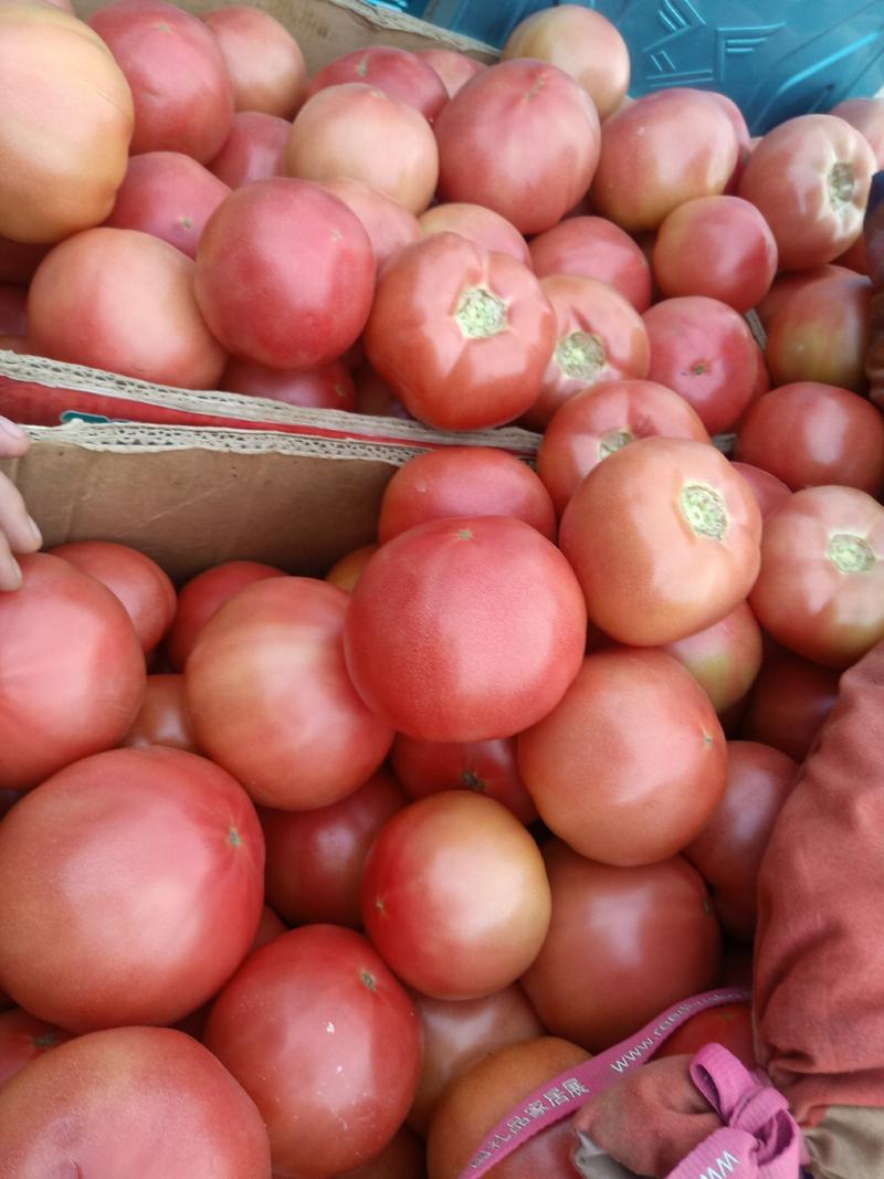 【精品推荐】西红柿大量上市老板们有意电联！！！！！