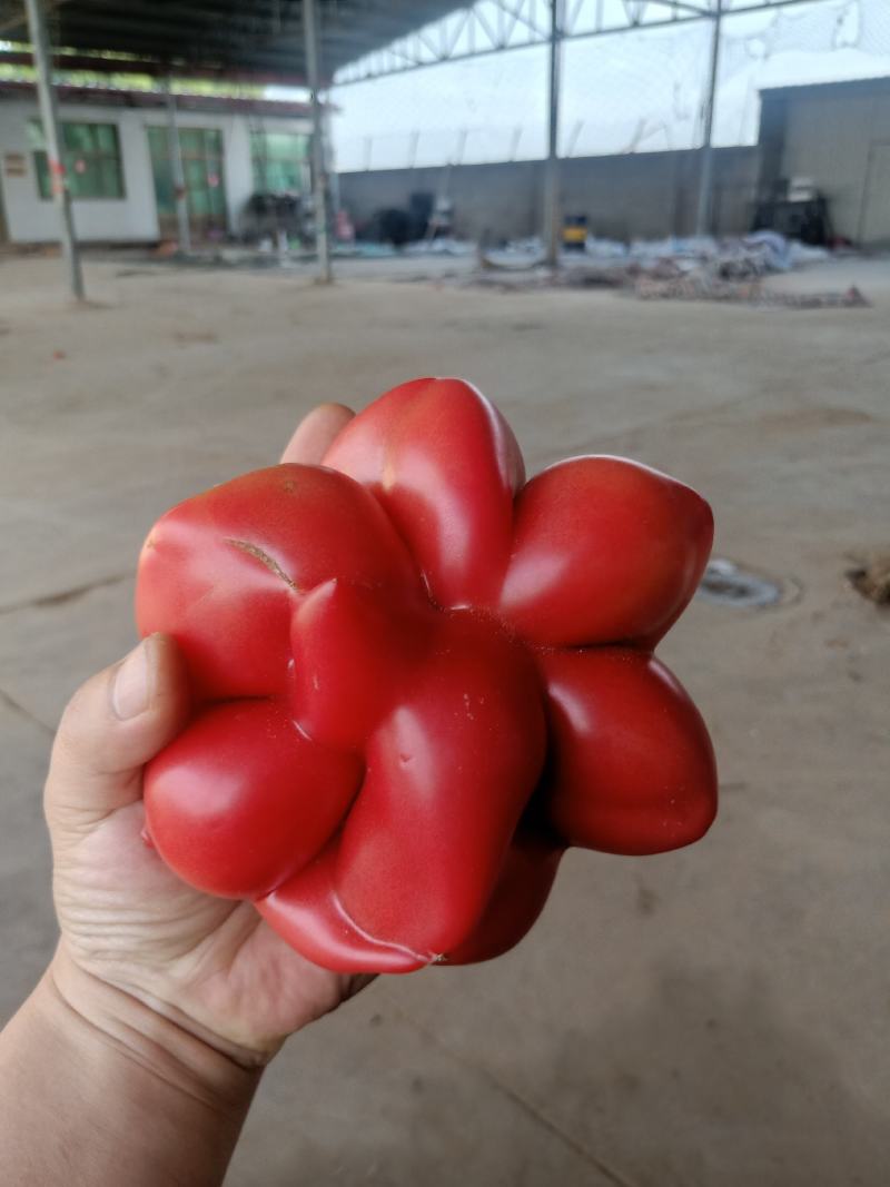 【精品推荐】西红柿大量上市老板们有意电联！！！！！