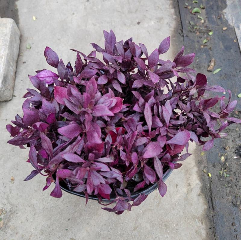 新品种莲子草花境植物彩色树种多年生耐热耐寒宿根植物