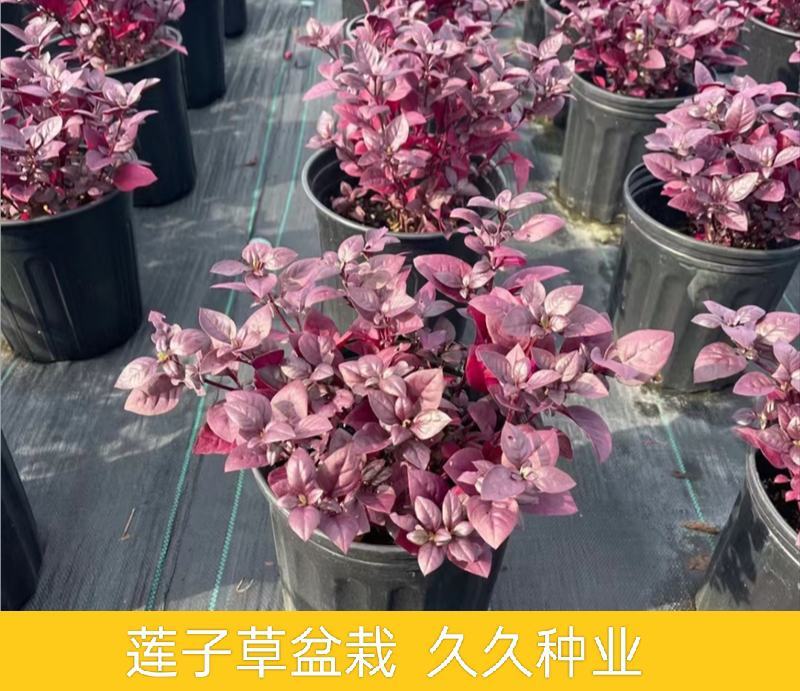 新品种莲子草花境植物彩色树种多年生耐热耐寒宿根植物