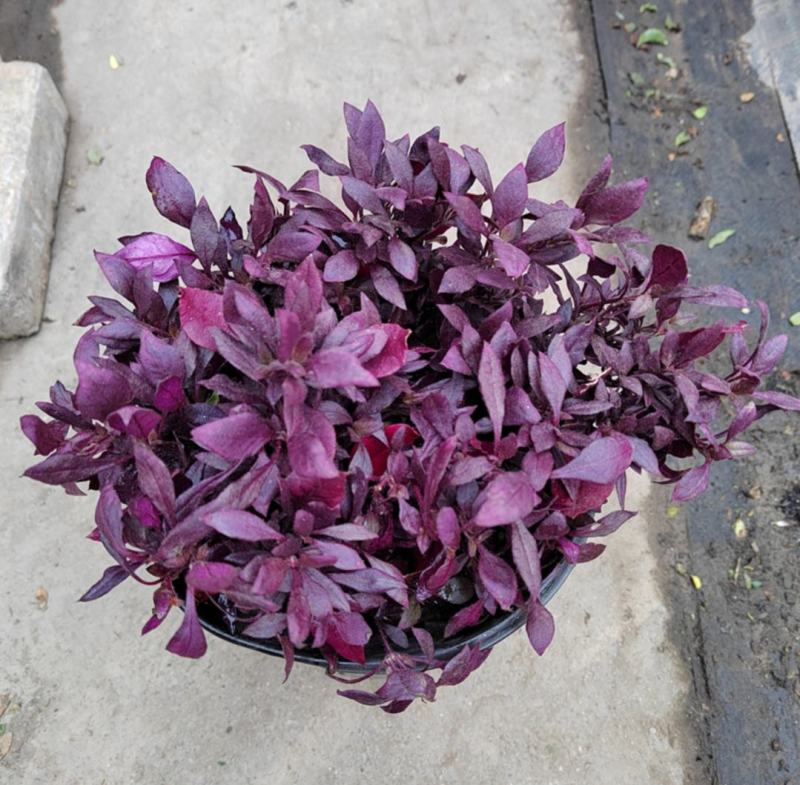新品种莲子草花境植物彩色树种多年生耐热耐寒宿根植物