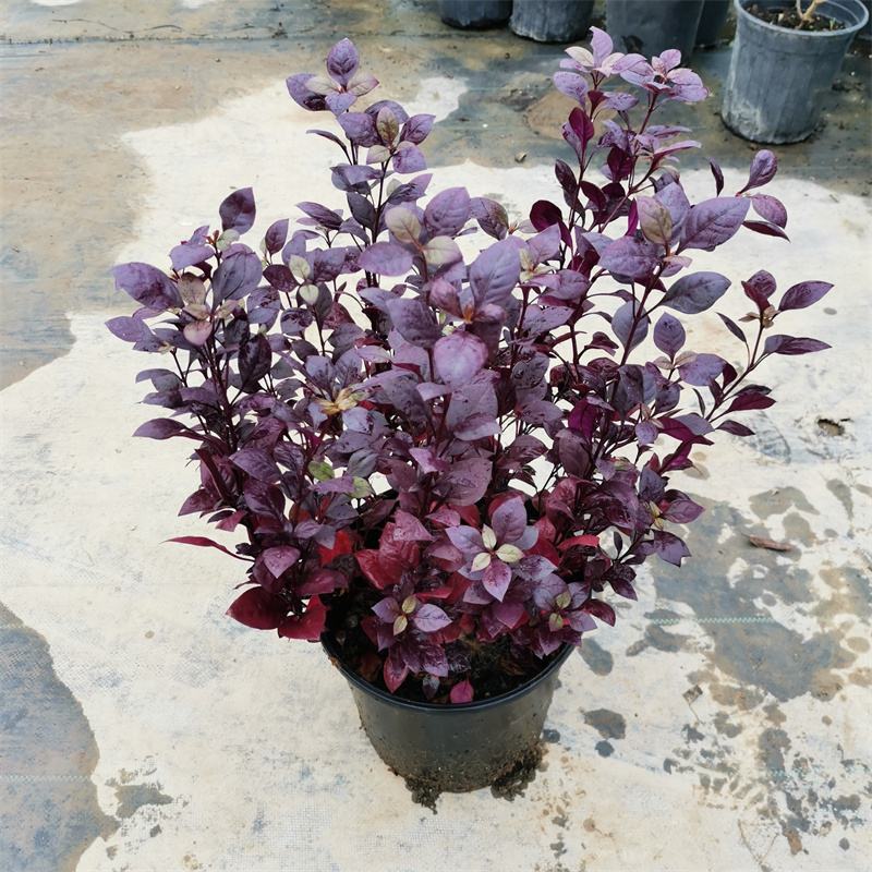 新品种莲子草花境植物彩色树种多年生耐热耐寒宿根植物
