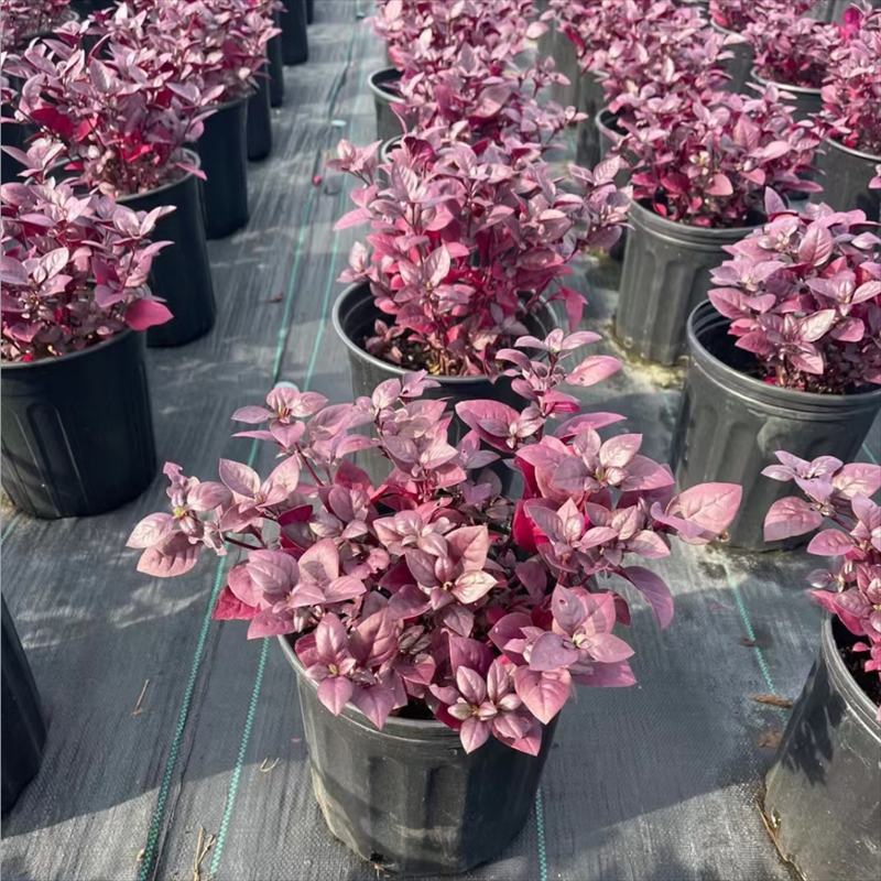 新品种莲子草花境植物彩色树种多年生耐热耐寒宿根植物