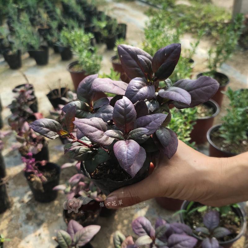 新品种莲子草花境植物彩色树种多年生耐热耐寒宿根植物