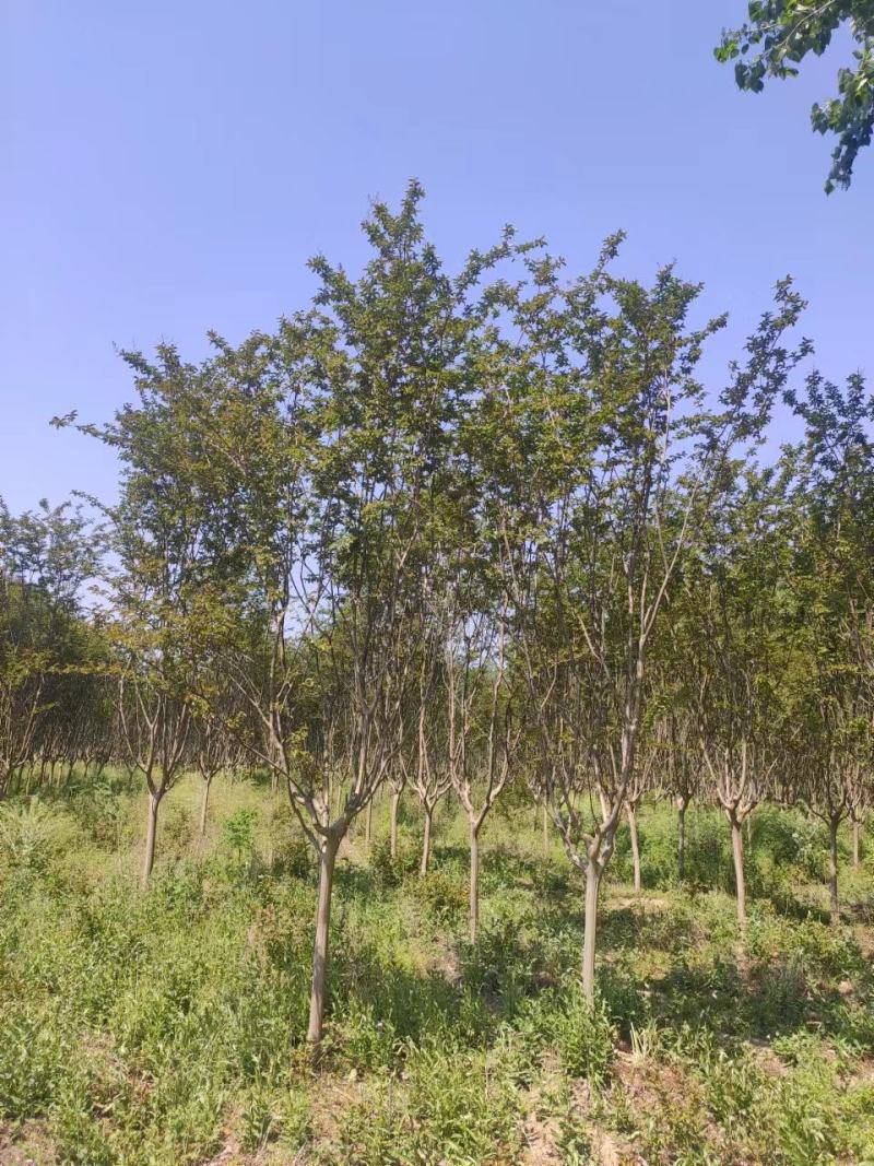 苗圃紫薇1～3-5-8-10-12公分量大树型饱满