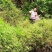 铁皮石斛