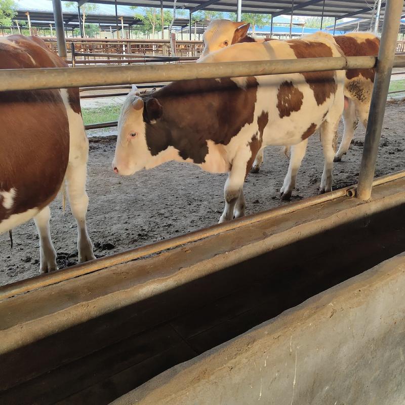 活牛，小牛出售，西门塔尔牛肉牛，提供养殖技术支持