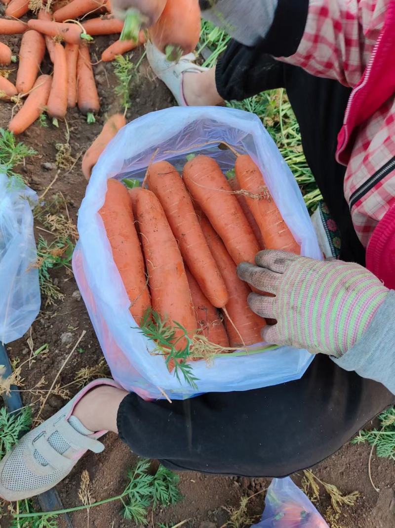 （精品胡萝卜）电商土萝卜，水洗胡萝卜万亩基地大量供应