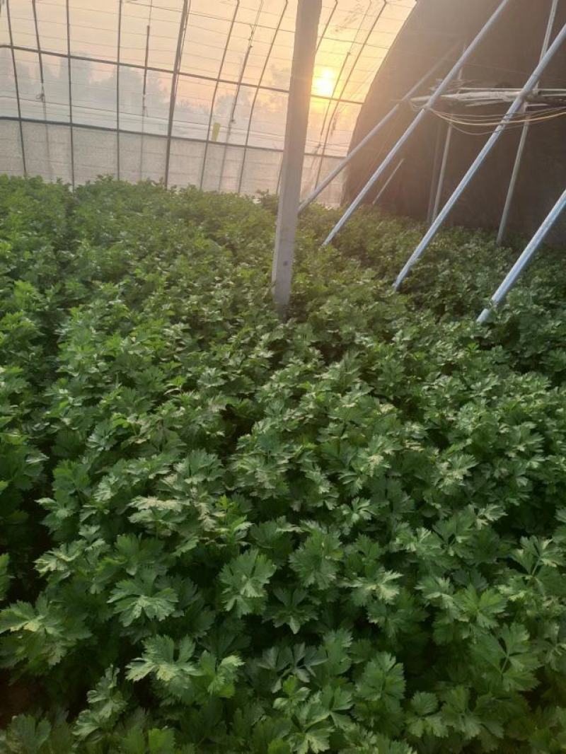 西芹水芹高温大棚芹菜高度70—80大量现货产地直发