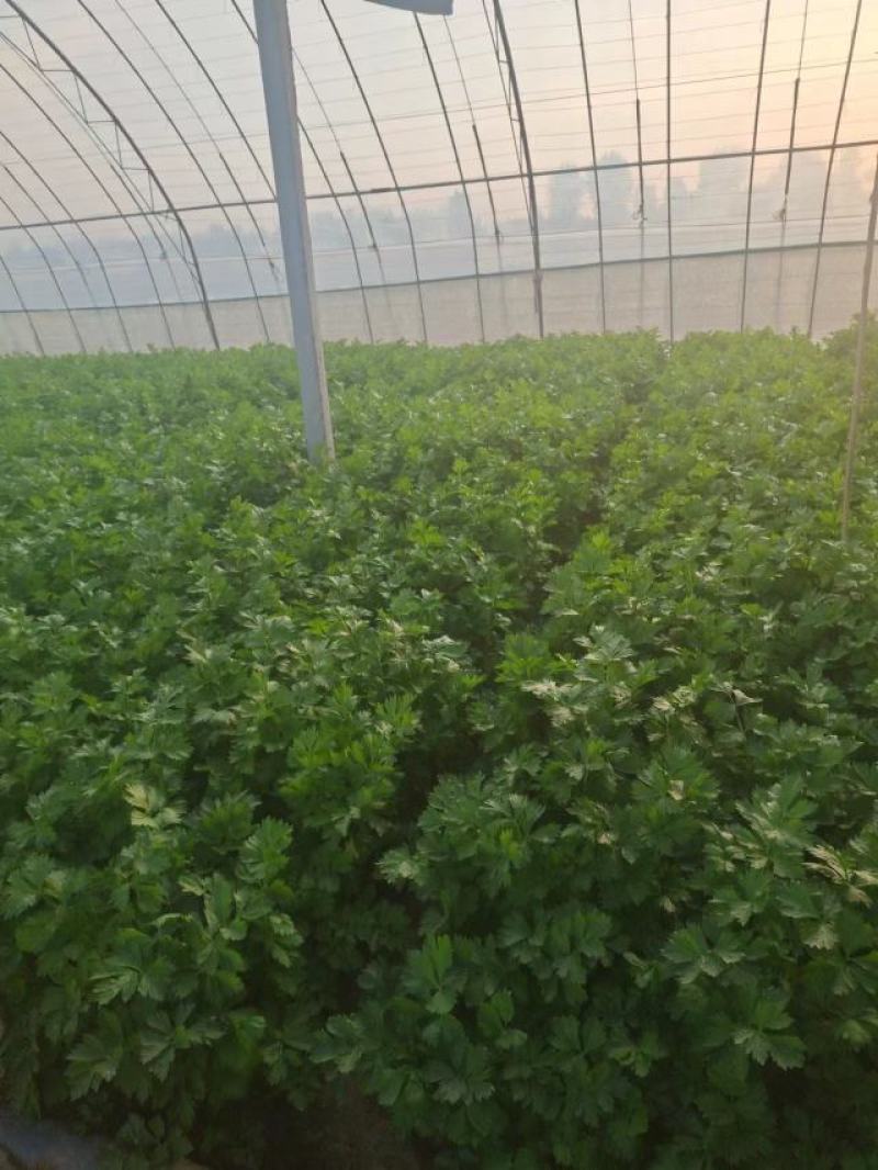 西芹水芹高温大棚芹菜高度70—80大量现货产地直发