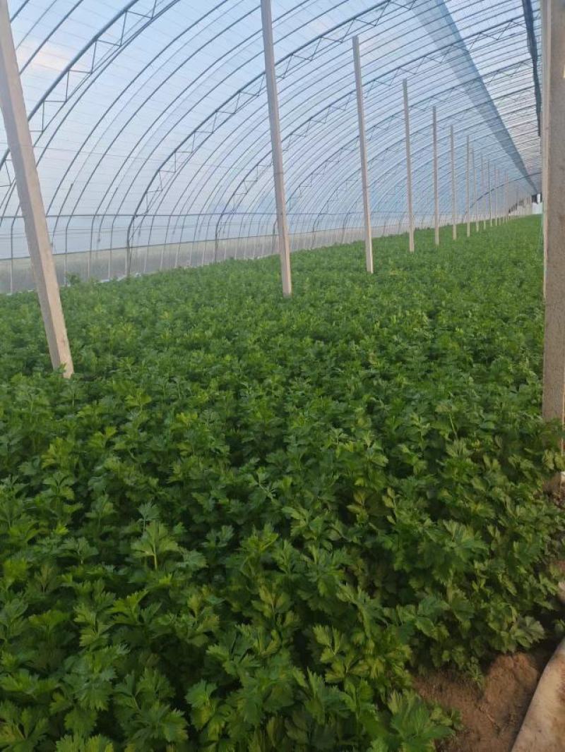 西芹水芹高温大棚芹菜高度70—80大量现货产地直发