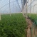 西芹水芹高温大棚芹菜高度70—80大量现货产地直发