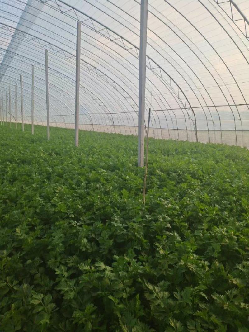 西芹水芹高温大棚芹菜高度70—80大量现货产地直发