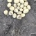 滕州新鲜精品小土豆20克到35克，箱装代装大量供应
