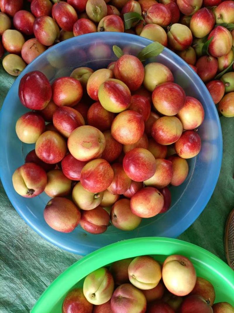 油桃，毛桃大量有货中，口感脆甜，水份充足，高山果子